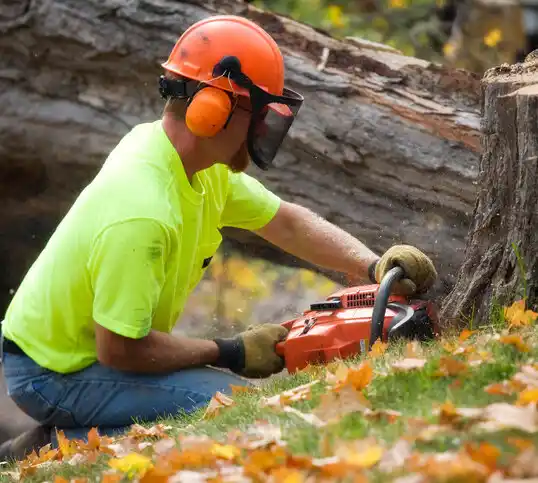 tree services Old Forge